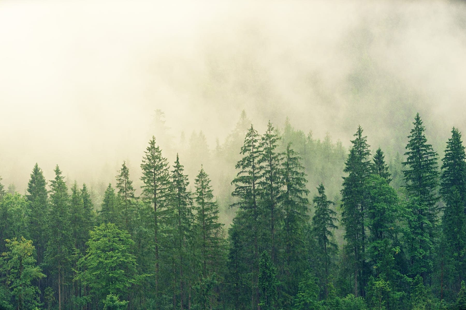 Floresta e matéria-prima de madeira em área natural